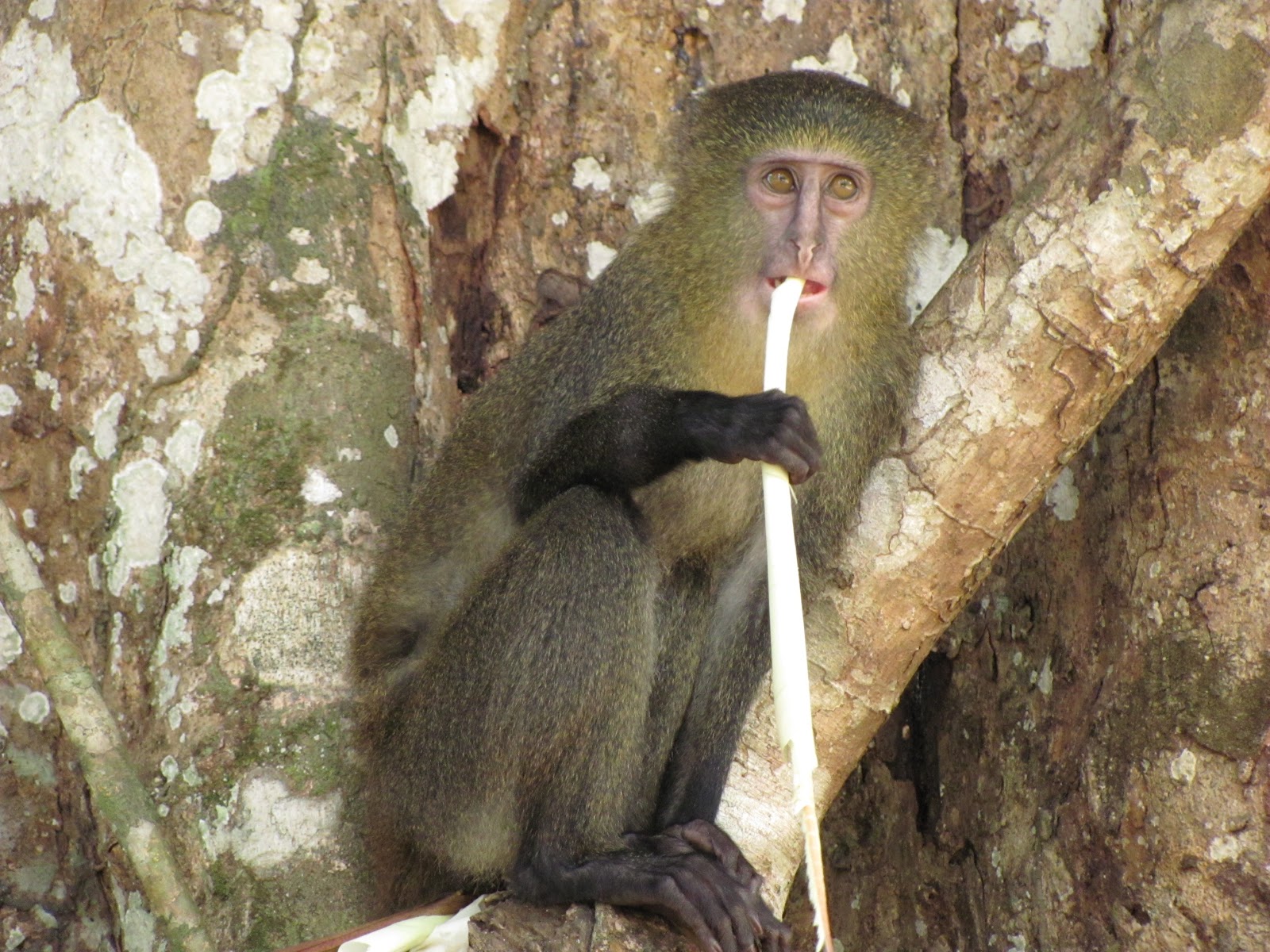 Lesula, une nouvelle espèce de singe discret et mystérieux