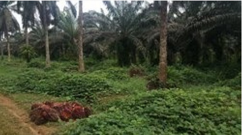 Palmeraie à Kribi 1 au Cameroun